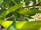 Tree Finger Red  F4  Pepper Seeds -   20+ Hot Pepper Seeds