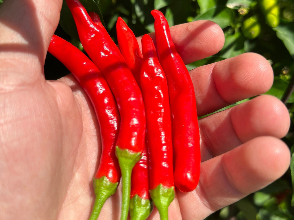 Tree Finger Red  F4  Pepper Seeds -   20+ Hot Pepper Seeds