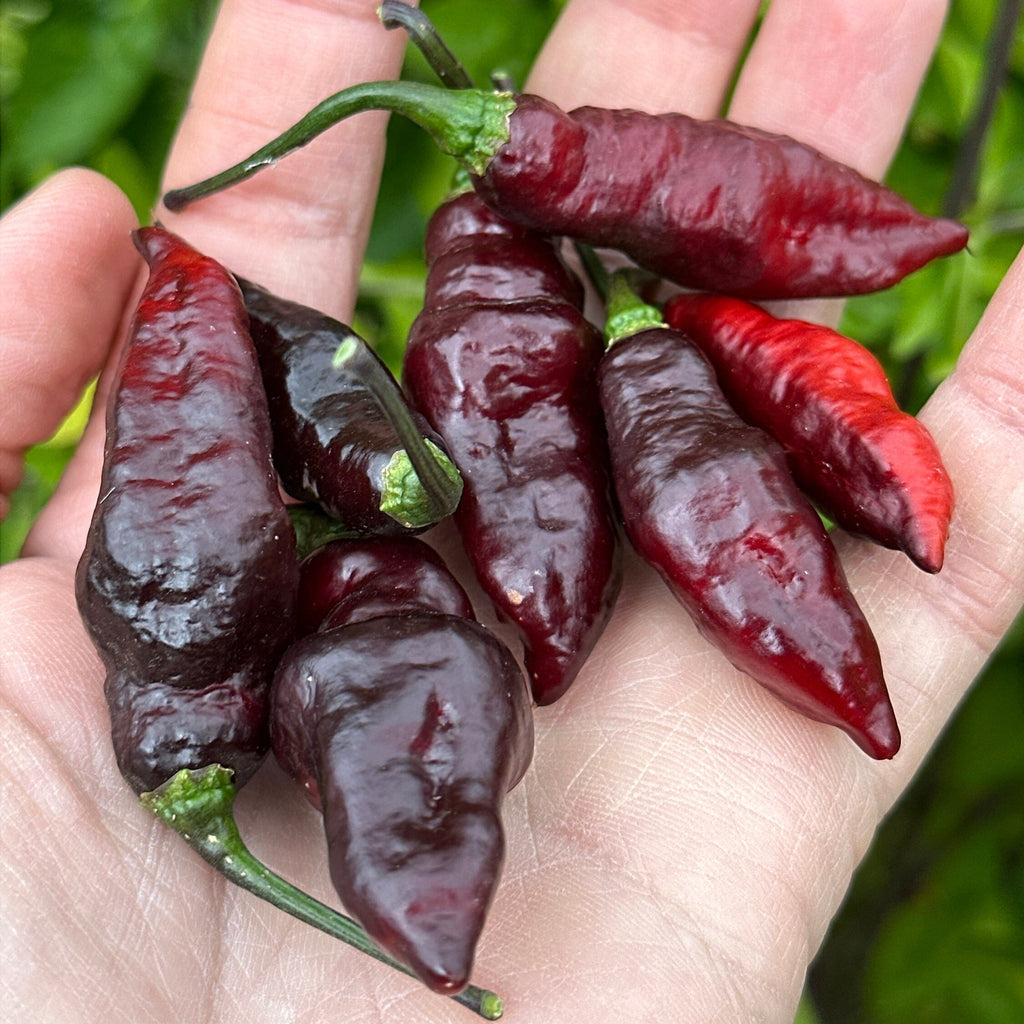 Haunted Dollhouse Ghost F6 Pepper Seeds- 20+ Super-Hot Pepper Seeds