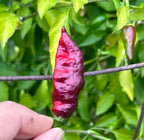 Haunted Dollhouse Ghost F6 Pepper Seeds- 20+ Super-Hot Pepper Seeds