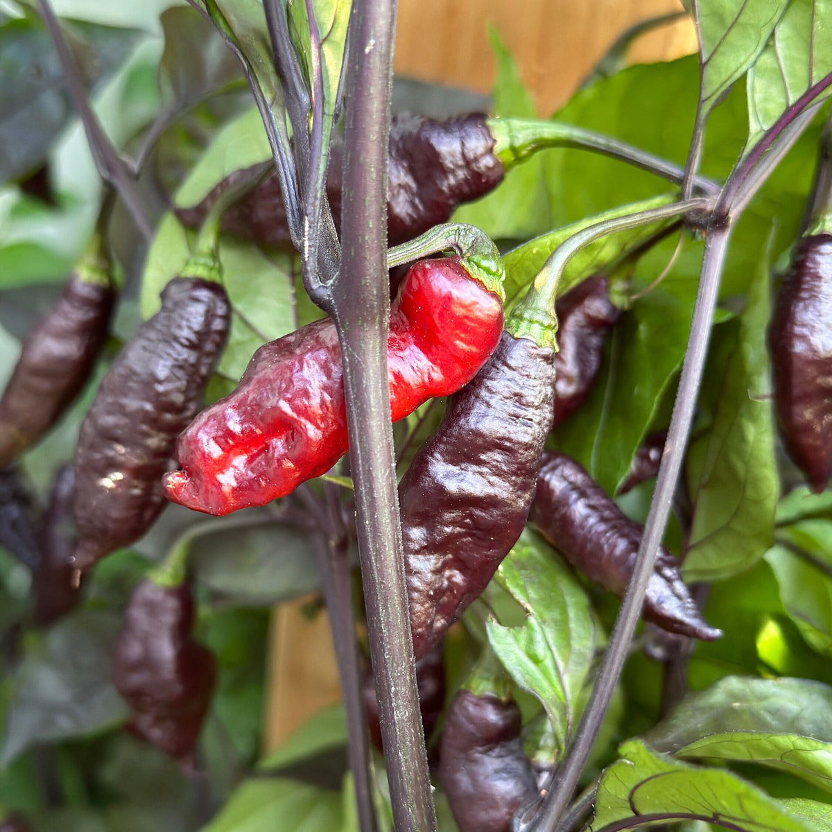 Haunted Dollhouse Ghost F6 Pepper Seeds- 20+ Super-Hot Pepper Seeds