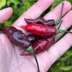 Haunted Dollhouse Ghost F6 Pepper Seeds- 20+ Super-Hot Pepper Seeds