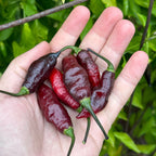 Haunted Dollhouse Ghost F6 Pepper Seeds- 20+ Super-Hot Pepper Seeds