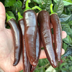 Chocolate Bananapeno  Pepper Seeds -   20+ Hot Pepper Seeds