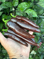 Chocolate Bananapeno  Pepper Seeds -   20+ Hot Pepper Seeds