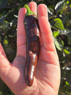 Chocolate Bananapeno  Pepper Seeds -   20+ Hot Pepper Seeds