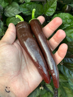 Chocolate Bananapeno  Pepper Seeds -   20+ Hot Pepper Seeds