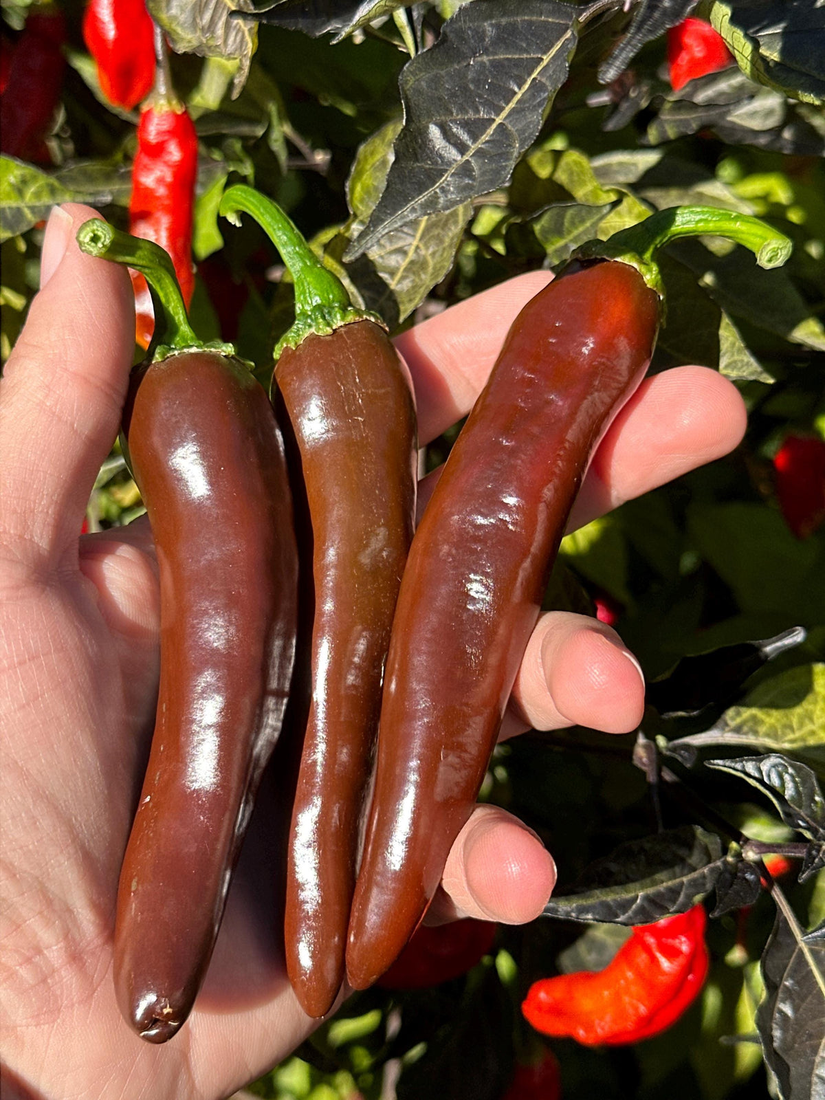 Chocolate Bananapeno  Pepper Seeds -   20+ Hot Pepper Seeds