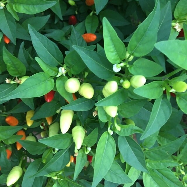 Mike’s Pepper Seeds Green chili peppers growing on a plant with green leaves