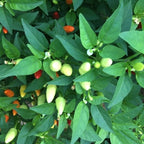 Mike’s Pepper Seeds Green chili peppers growing on a plant with green leaves