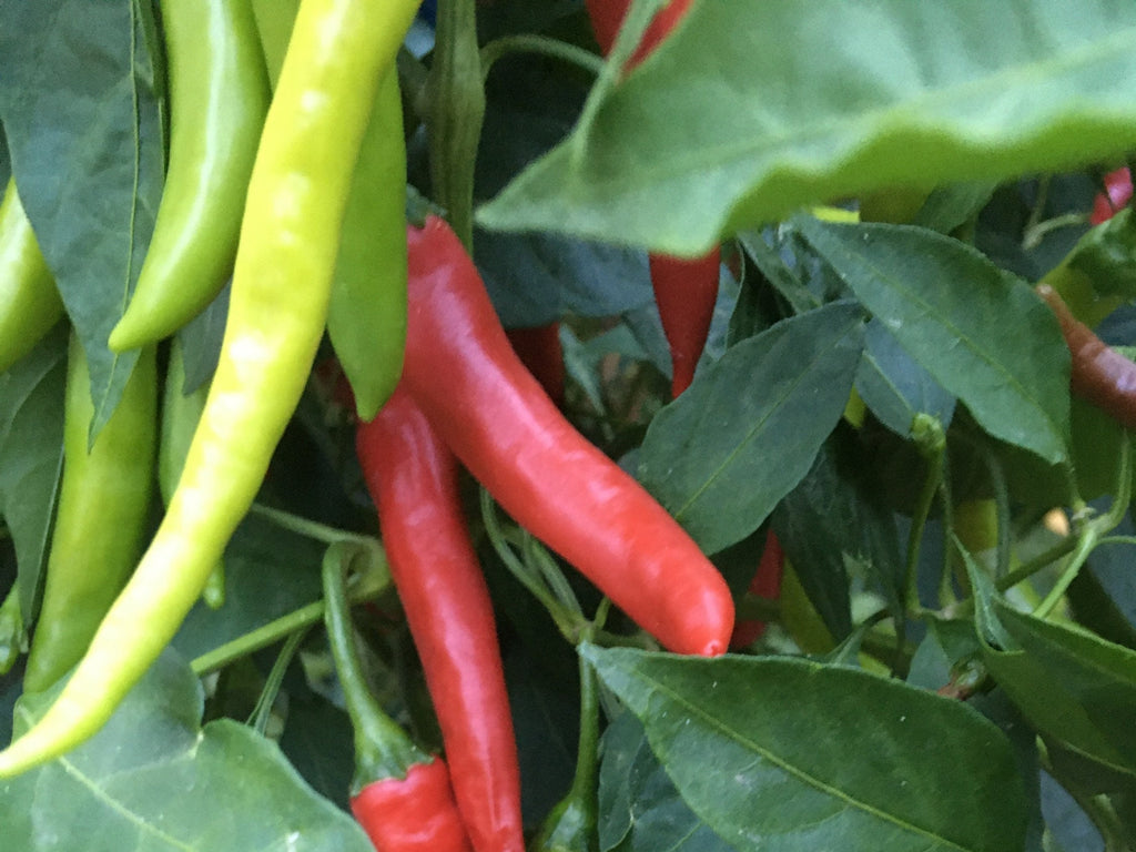 Mike's Pepper Seeds Red and green chili peppers on a plant with leaves