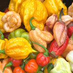 Mike's pepper seeds Assorted colorful chili peppers including yellow, green, red, and orange.