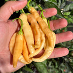 Mikes Pepper Seeds Hand holding a bunch of yellow chili peppers with green stems against a green leafy background