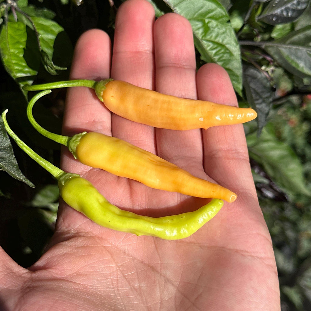 Mikes Pepper Seeds Three small yellow chili peppers on a person's palm with green leaves in the background