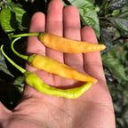 Mikes Pepper Seeds Three small yellow chili peppers on a person's palm with green leaves in the background