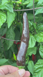 Chocolate Bananapeno  Pepper Seeds -   20+ Hot Pepper Seeds