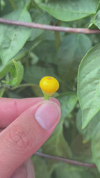 Aji Charapita XL Yellow Pepper Seeds  -  20+ Hot Pepper Seeds