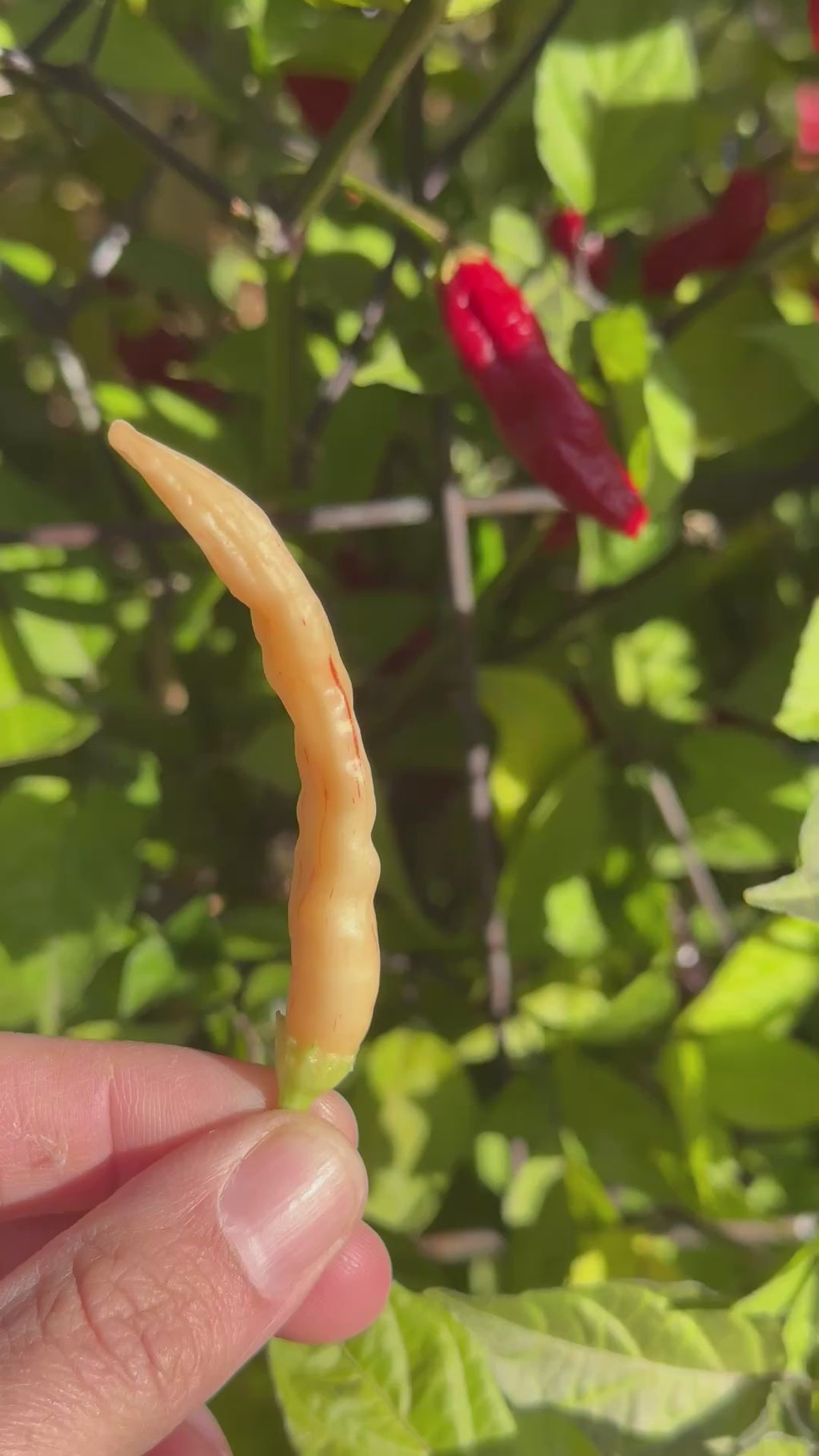 Long Peach Baccatum Pepper Seeds - 20+ Open Pollinated Seeds