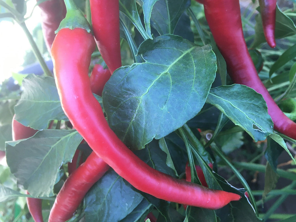 Mike's Pepper Seeds  Red chili peppers growing on a plant with green leaves.