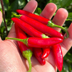 Mike’s Pepper Seeds Hand holding a bunch of red chili peppers with green stems against a blurred green background