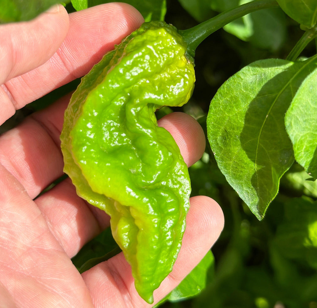 Mikes pepper seeds Hand holding a green chili pepper with a leafy background