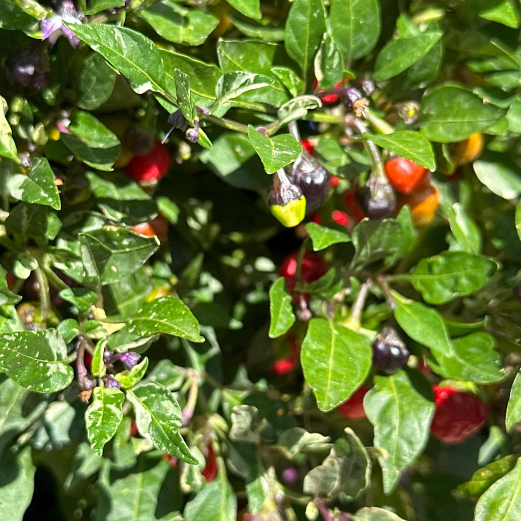 Mike’s Pepper Seeds Close-up of a plant with green leaves and small red fruits.