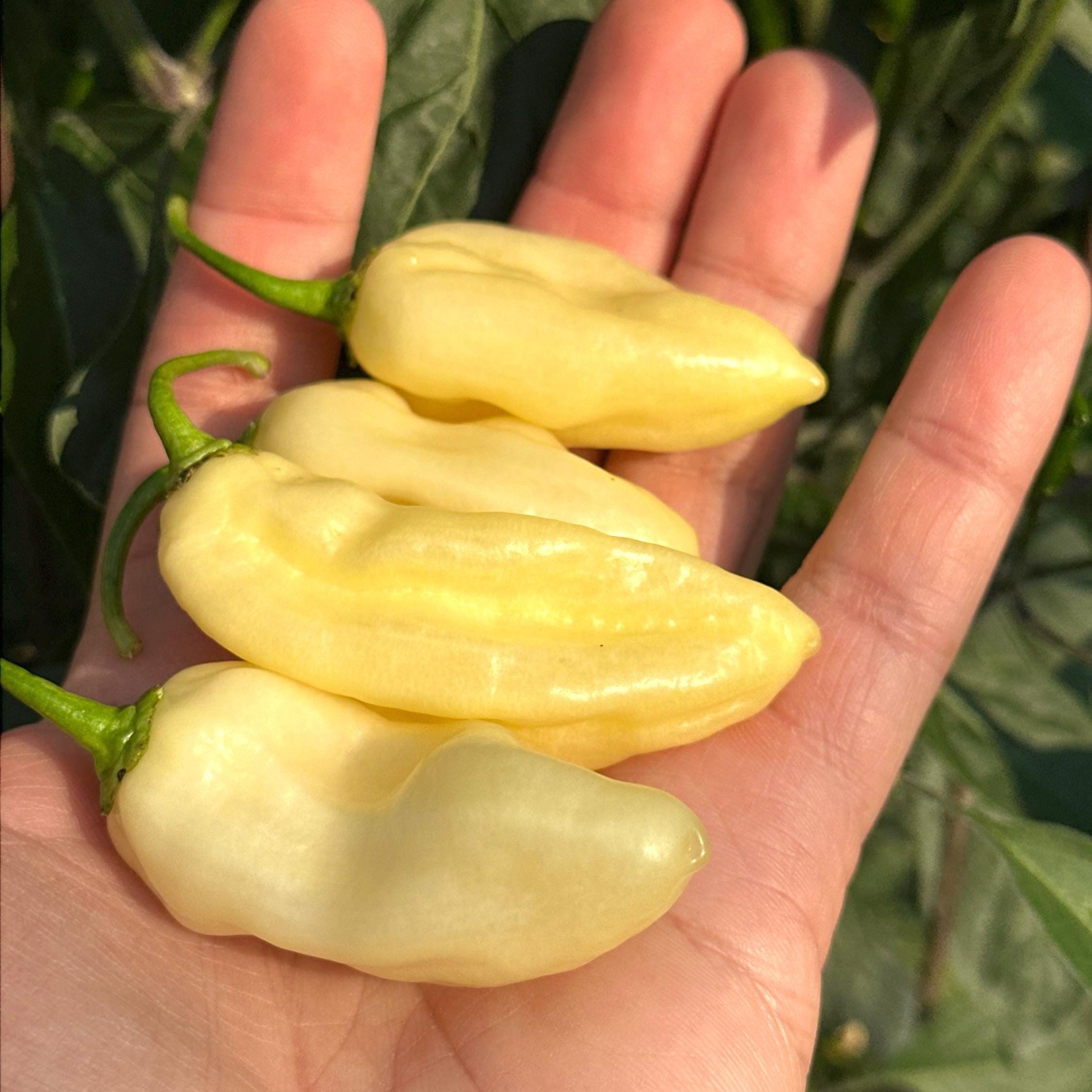 Habanero Pepper Seeds - Hot & Fruity Varieties | Mike's Pepper Seeds